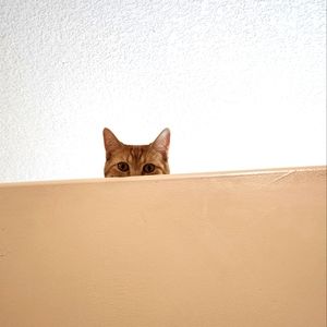 Meet your Posher, Chelsee